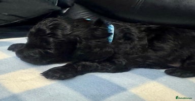 Cavapoo dogs - Advert 7