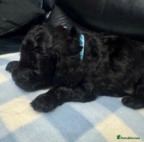 Cavapoo dogs - Advert 7