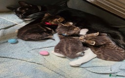 British Shorthair cats for sale: Mixed breed shorthair kittens. 1 m 1 f available - Image 3