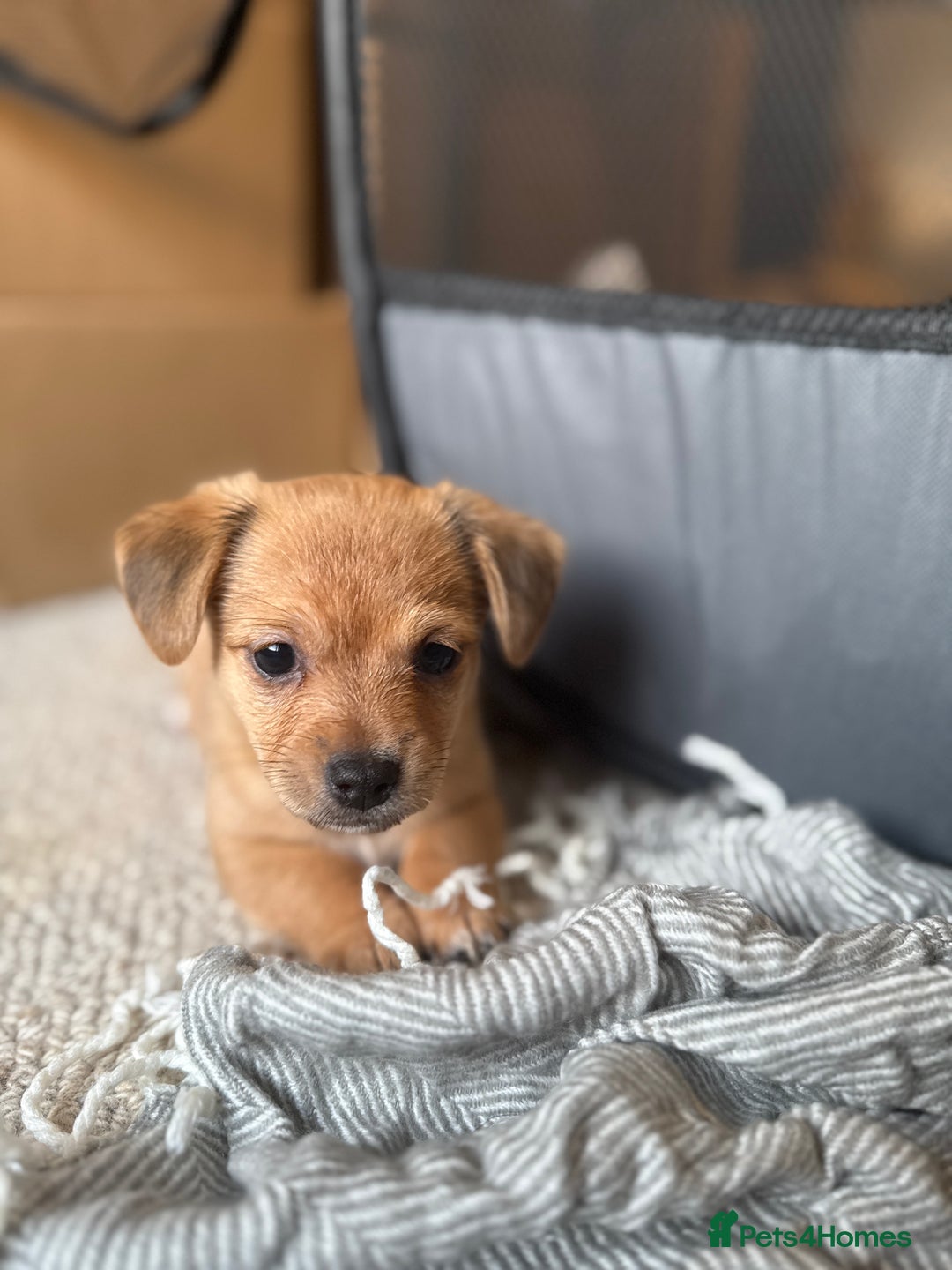 Mixed Breed dogs for sale: Unique mix - Maltese x JackChi Puppies - Advert 15