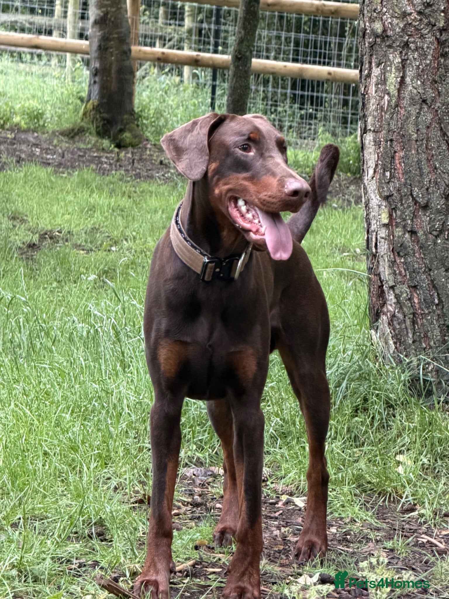 Dobermann dogs  Beautiful Doberman boy - Kc registered  - Advert 1