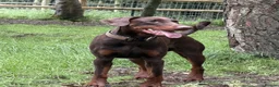 Dobermann dogs for sale:  Beautiful Doberman boy - Kc registered  - Advert 1