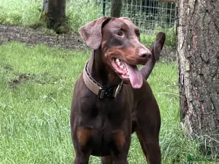 Dobermann dogs Beautiful Doberman boy - Kc registered - Advert 1