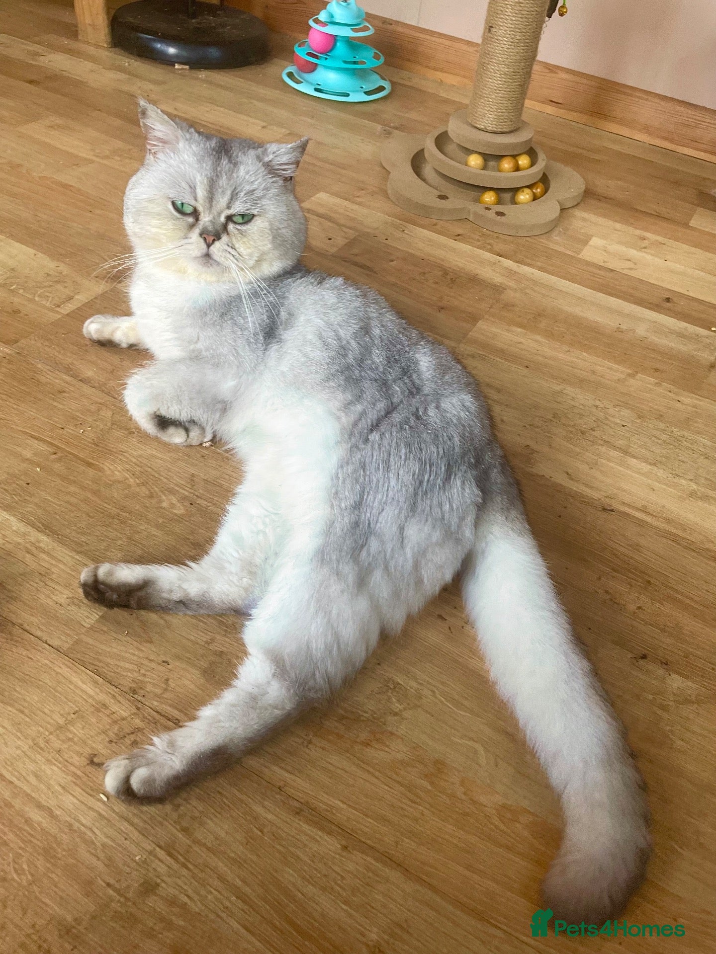 British Shorthair cats Imported silver tipped chinchilla male for sale  - Advert 12