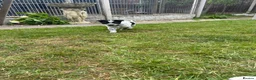 Mixed Breed dogs for sale: Australian cattle dog X Collie Greyhound  - Advert 10