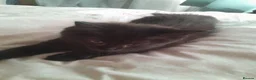 Maine Coon cats for sale: Maincoon x female 11 weeks old - Advert 3