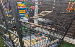 Parrots birds for sale: African grey parrot (Skittles) - Image 3