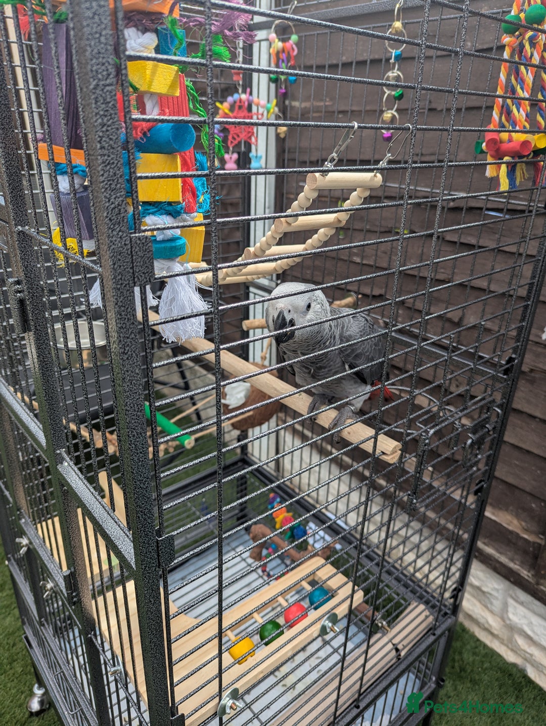 Parrots birds for sale: African grey parrot (Skittles) - Image 3