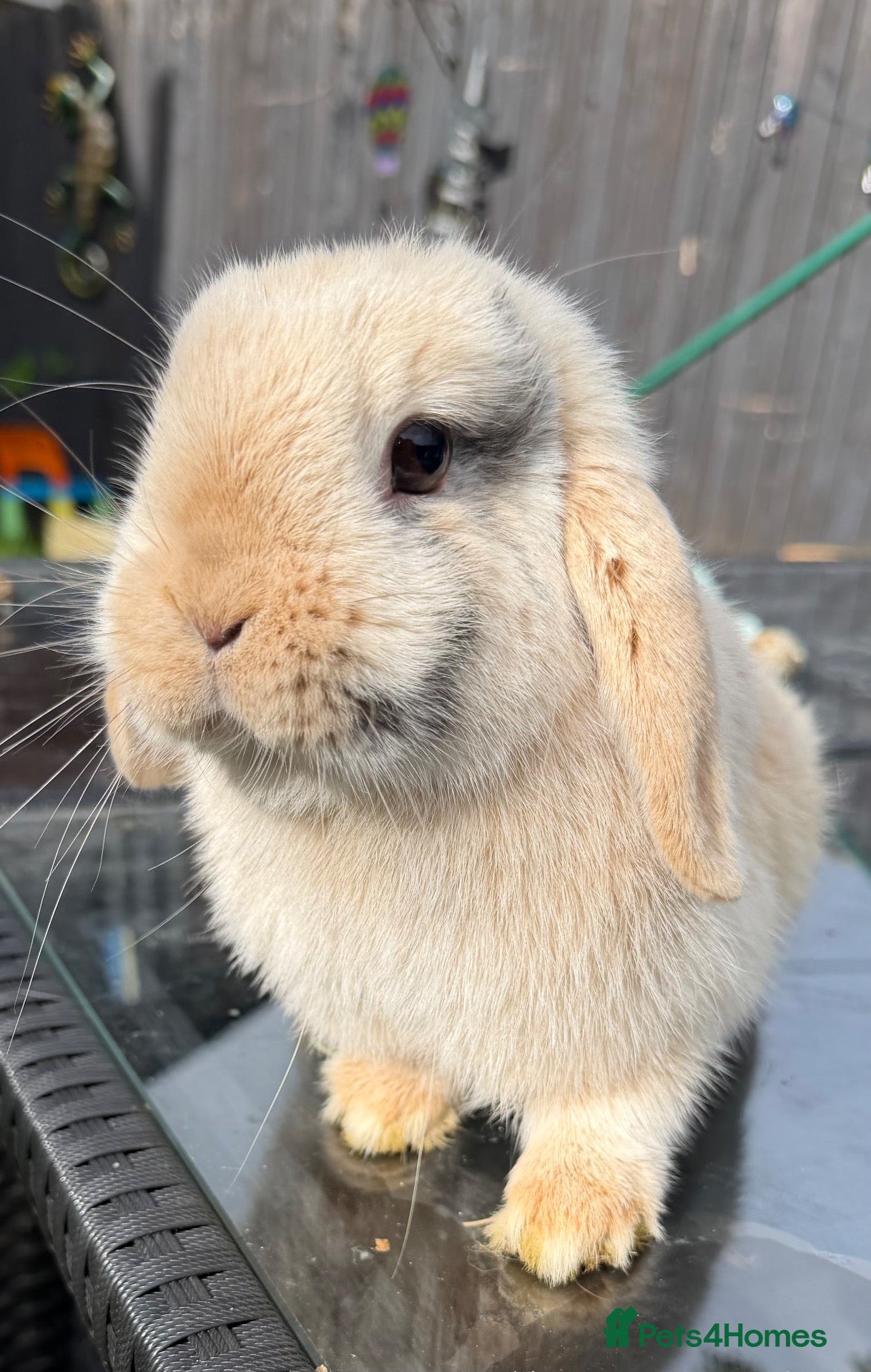 Netherland Dwarf rabbits Neverland dwarf rabbit   - Advert 10
