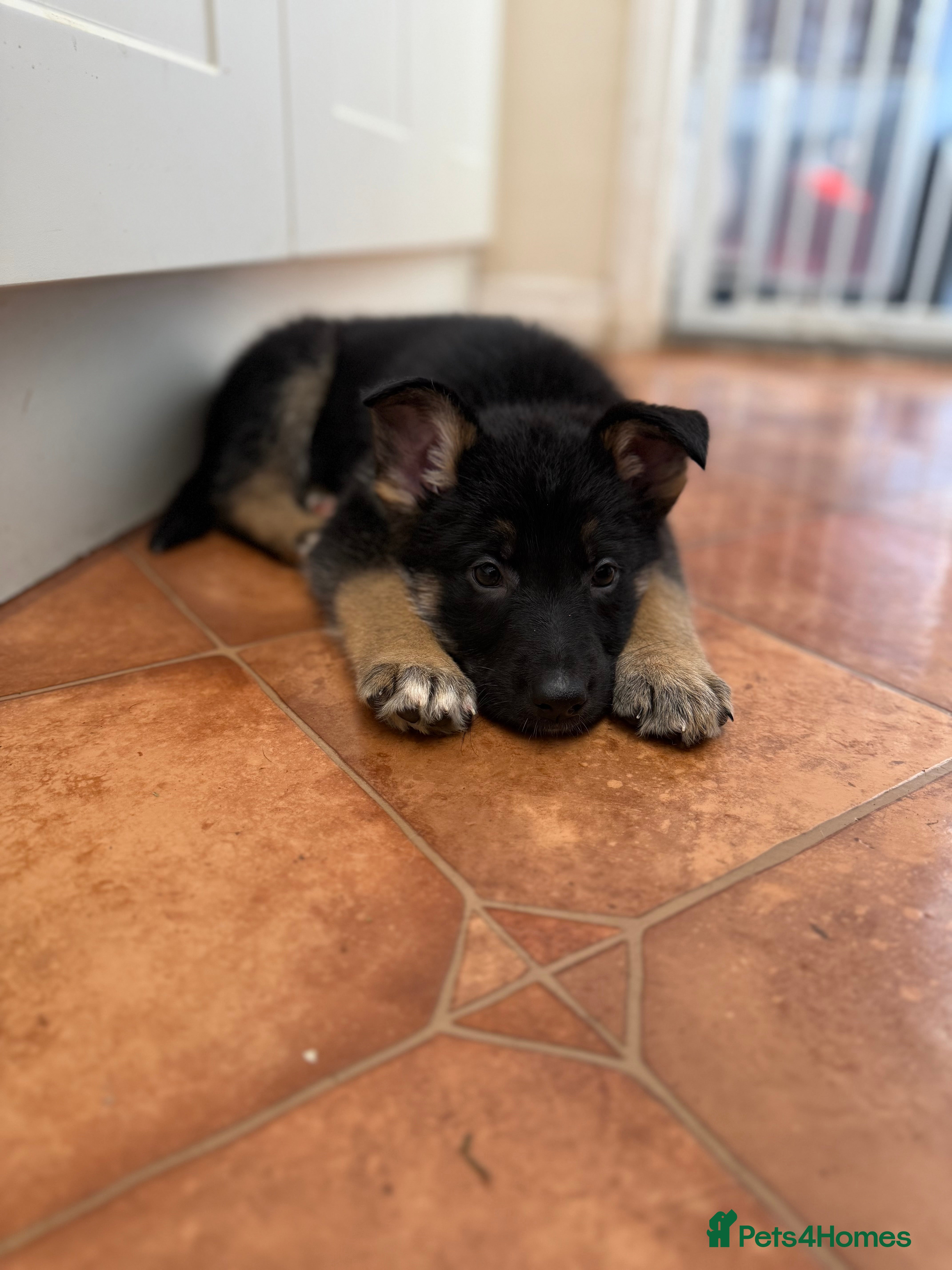 German Shepherd dogs KC Registered & Bred From Health Tested Parents  - Advert 6