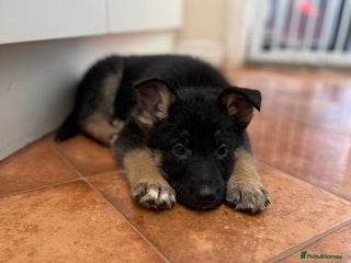 German Shepherd dogs KC Registered & Bred From Health Tested Parents - Advert 2