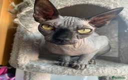 Sphynx cats for sale: Adult male sphynx - Image 7