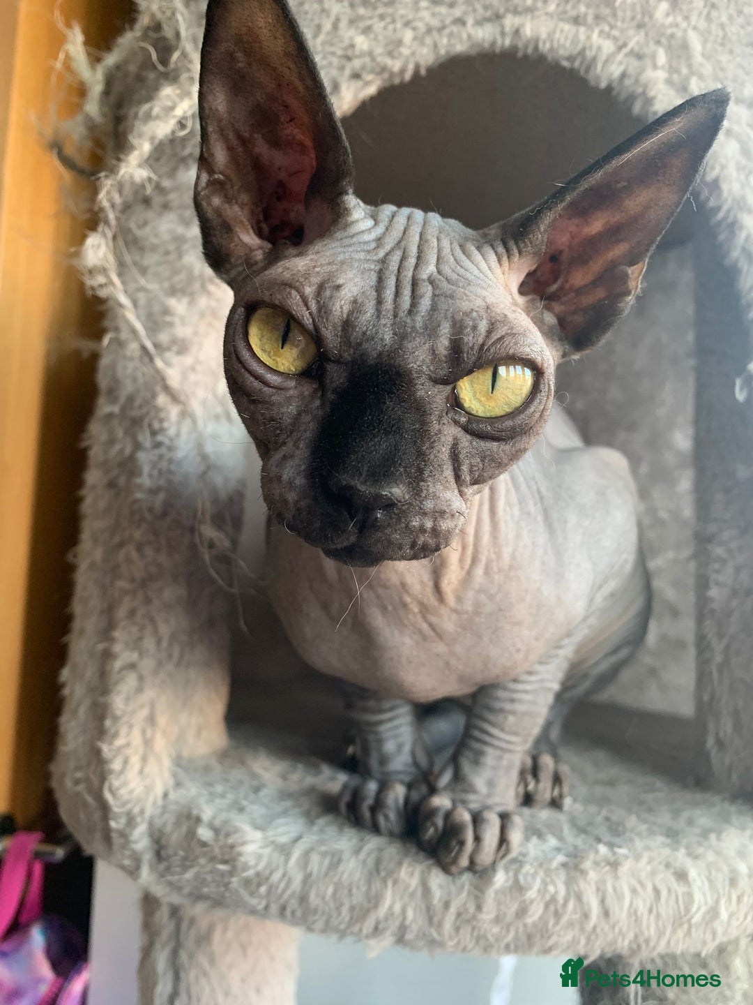 Sphynx cats for sale: Adult male sphynx - Image 7