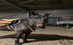 Irish Sports horses for sale: Happy Hacker / Companion  - Image 2