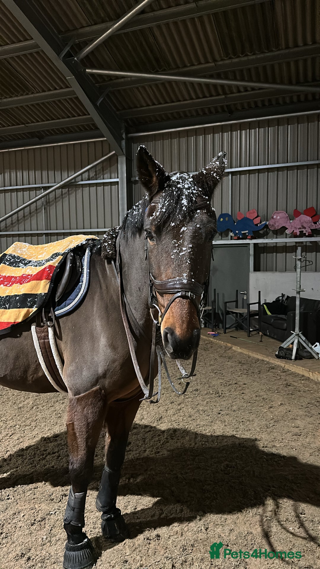 Irish Sports horses for sale: Happy Hacker / Companion  - Image 2