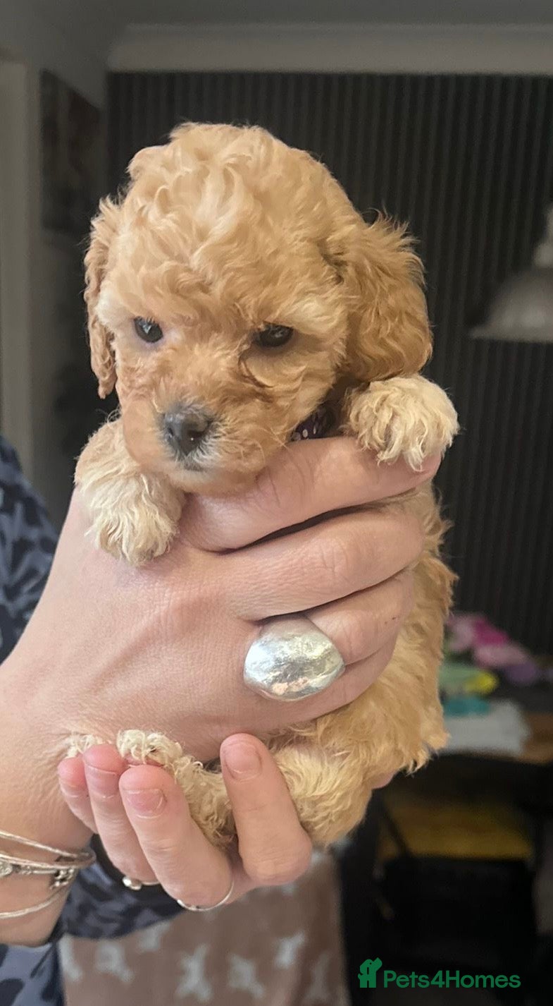 Toy Poodle dogs Stunning & outstanding KC reg toy poodles  - Advert 1