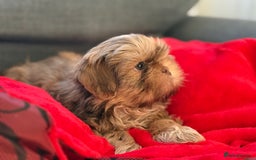 Shih Tzu dogs for sale: Shih Tzu KARASHISHI Line Two Boys Left Green Eyes - Advert 17