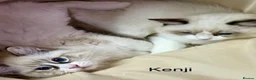 Ragdoll cats for sale: LAST AMAZING RAGDOLL KITTEN / FIFE - Advert 14