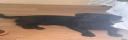 Mixed Breed dogs for sale: Paolo- Dachshund- Patterdale Mix in Liverpool - Advert 5