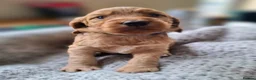 Cockapoo dogs for sale: F1b Cockapoo puppies - Advert 9