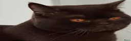 British Shorthair cats for sale: Chocolate/Cinnamon British Shorthair  - Advert 3