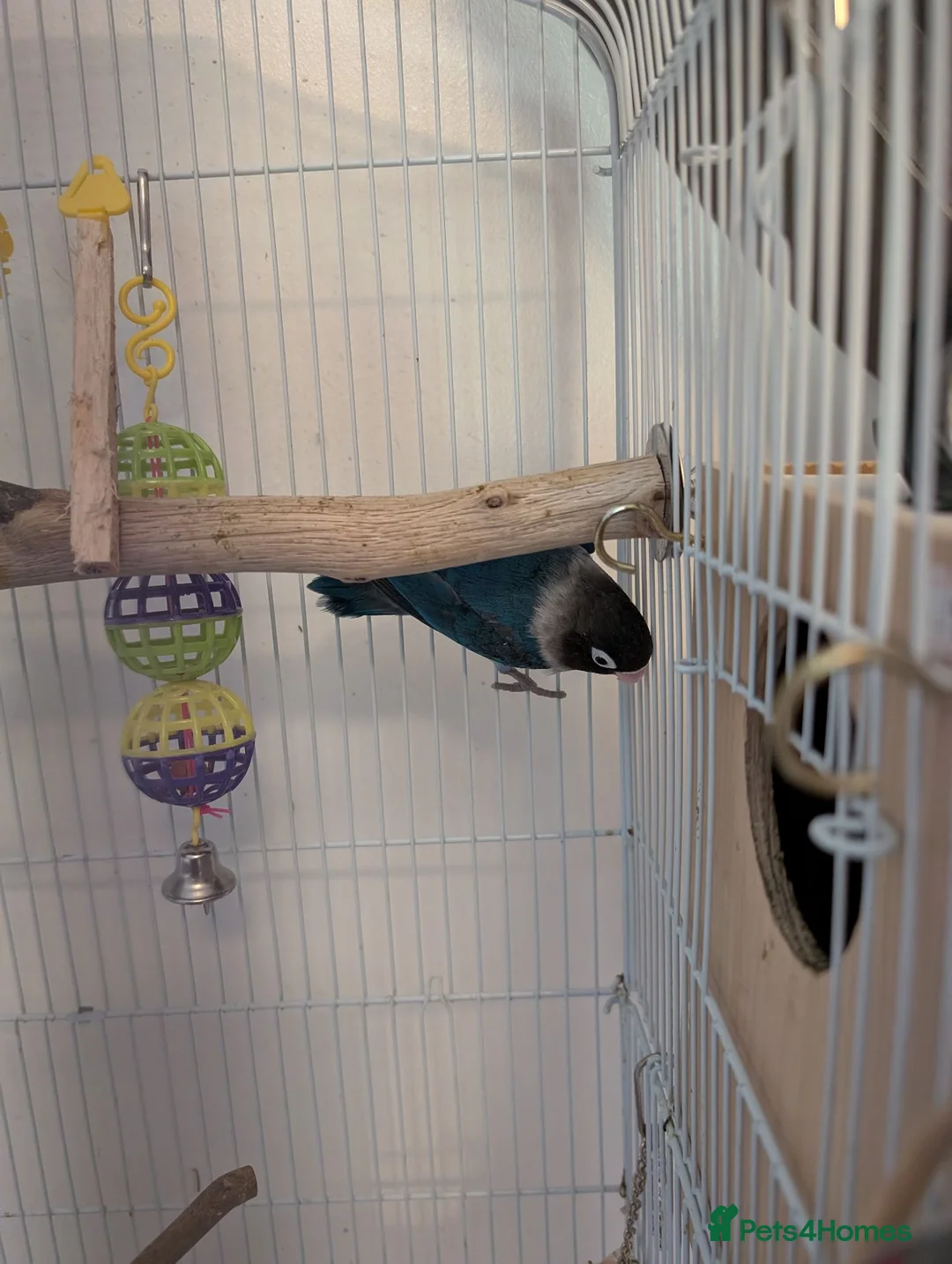 Lovebirds birds for sale: Breeding pair  in Aberdeen - Advert 2