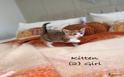 Mixed Breed cats for sale: Stunning kittens 8 weeks old ready now  - Image 8