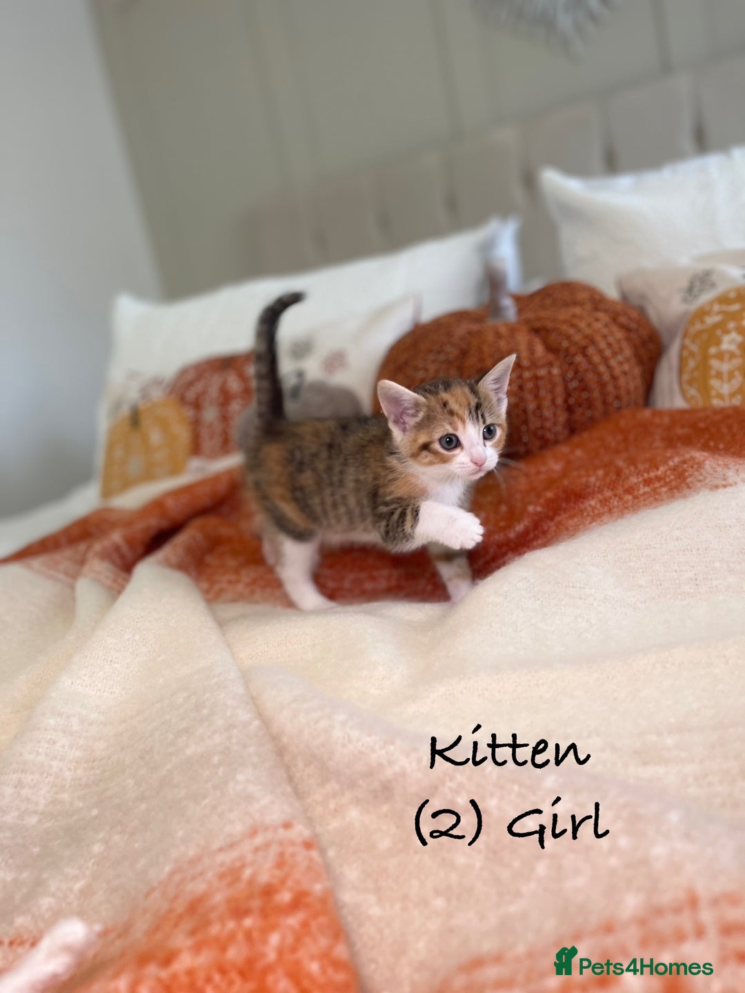 Mixed Breed cats for sale: Stunning kittens 8 weeks old ready now  - Image 8
