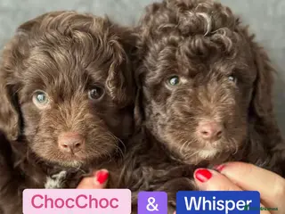 Aussiedoodle dogs Health Checked Miniature Aussiedoodle Pups 🩷 - Advert 18