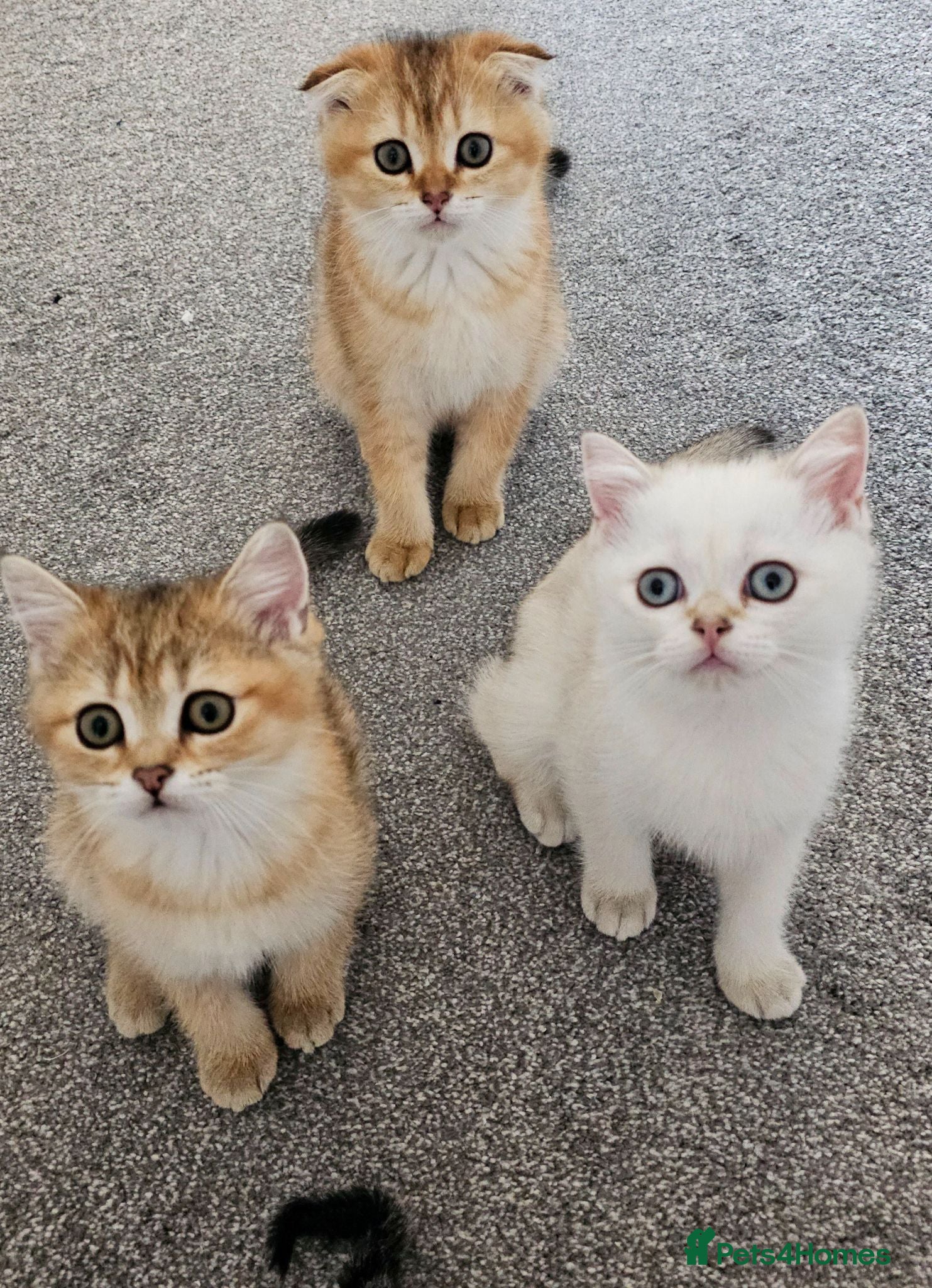 Scottish Fold cats Pedigree😻SF TICA registered😻kittens😻 - Advert 13