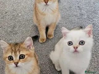 Scottish Fold cats Pedigree😻SF TICA registered😻kittens😻 - Advert 13