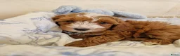 Cavapoo dogs for sale: 💖BEAUTIFUL LICENSED-BRED CAVAPOOS💖 - Advert 34