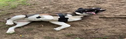 Akita dogs for sale: American Akita  in Whitstable - Advert 4