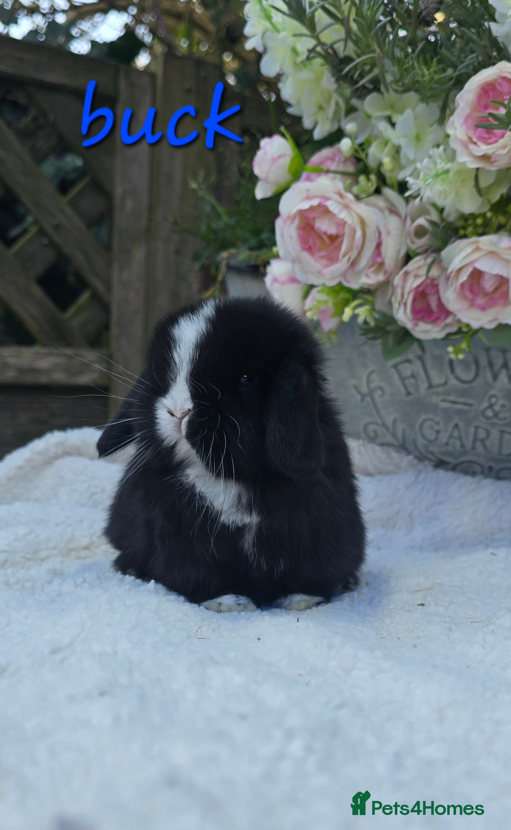 Mini Lop rabbits Beautiful quality mini lops - Advert 2