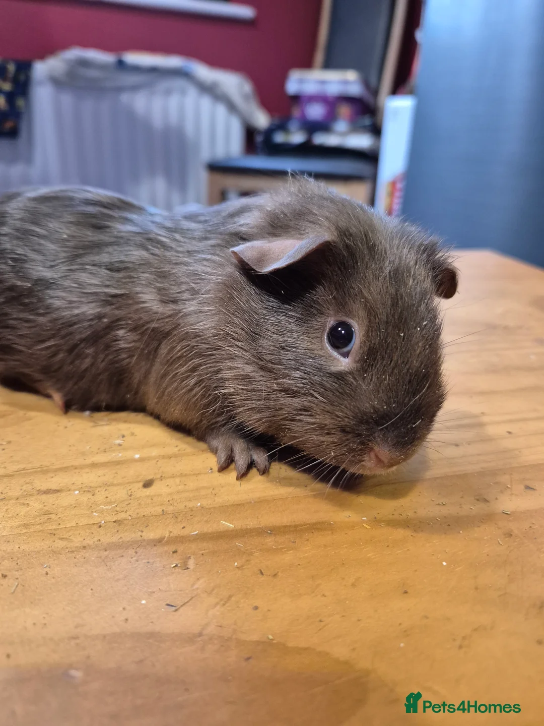 Guinea Pig rodents for sale:  Two Male guinea pigs  - Advert 6
