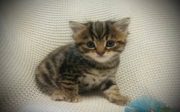 Persian cats for sale: Unique Persian cross kittens .  - Image 15