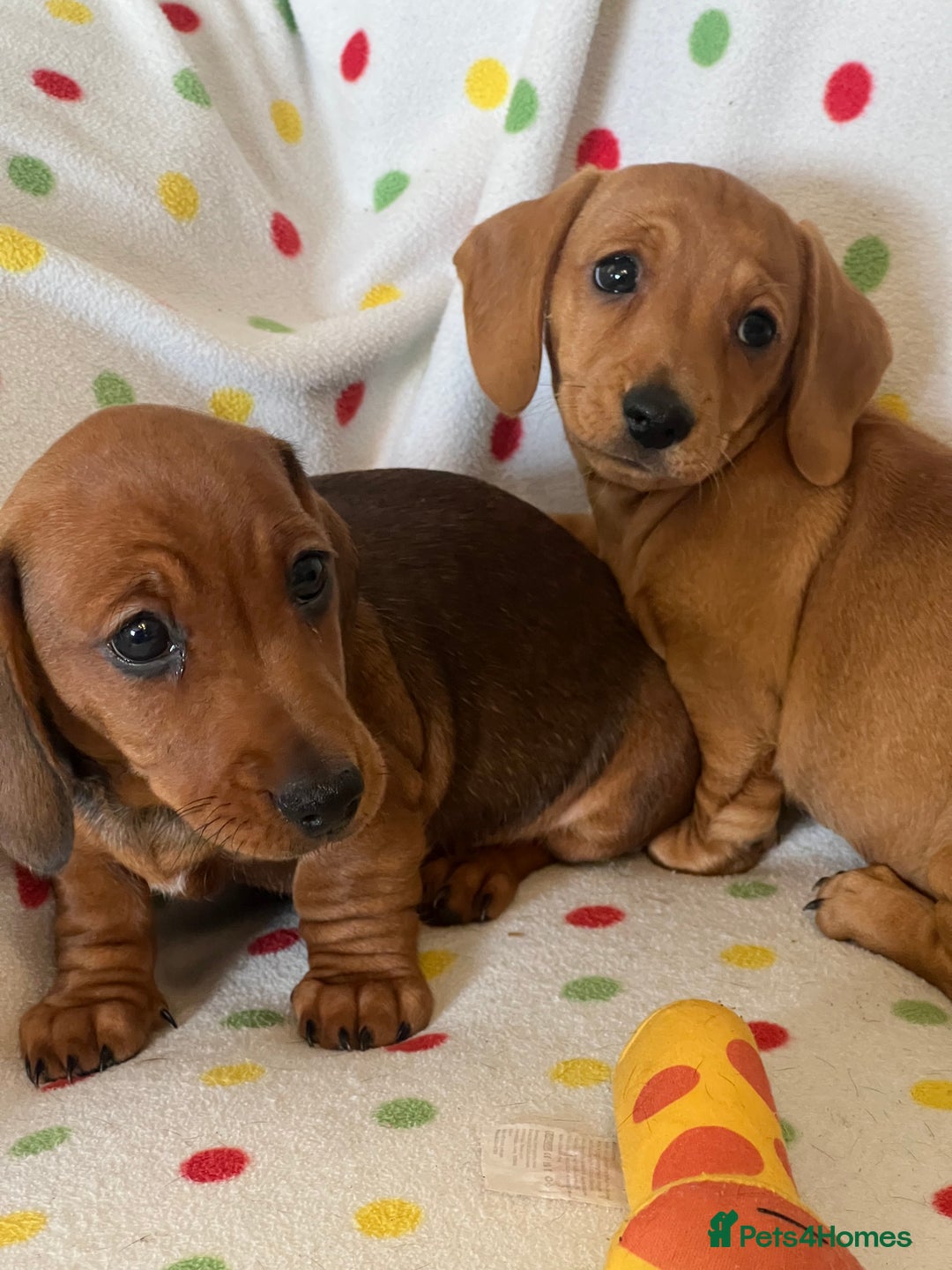 Miniature Dachshund dogs for sale: Miniature dachshund puppies - Image 12