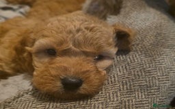 Cockapoo dogs for sale: Cockapoo puppies - Advert 3