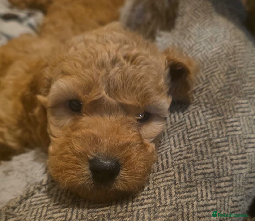 Cockapoo dogs for sale: Cockapoo puppies - Advert 3