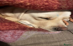 Labrador Retriever dogs for sale: Ava labrador - Image 4