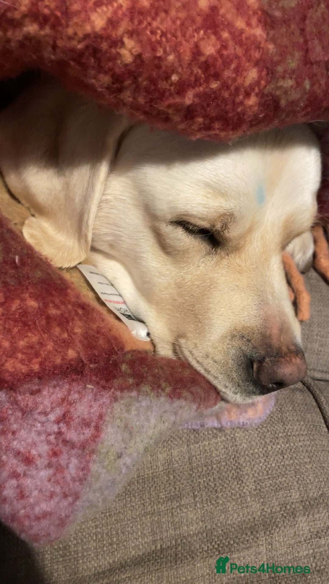 Labrador Retriever dogs for sale: Ava labrador - Image 4