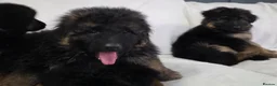 German Shepherd dogs for sale: Gorgeous German Shepherd Puppies For Sale - Advert 10