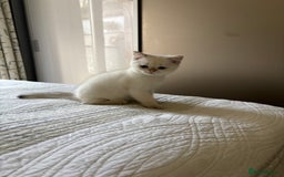 British Shorthair cats for sale: British Shorthair golden and silver - Image 6