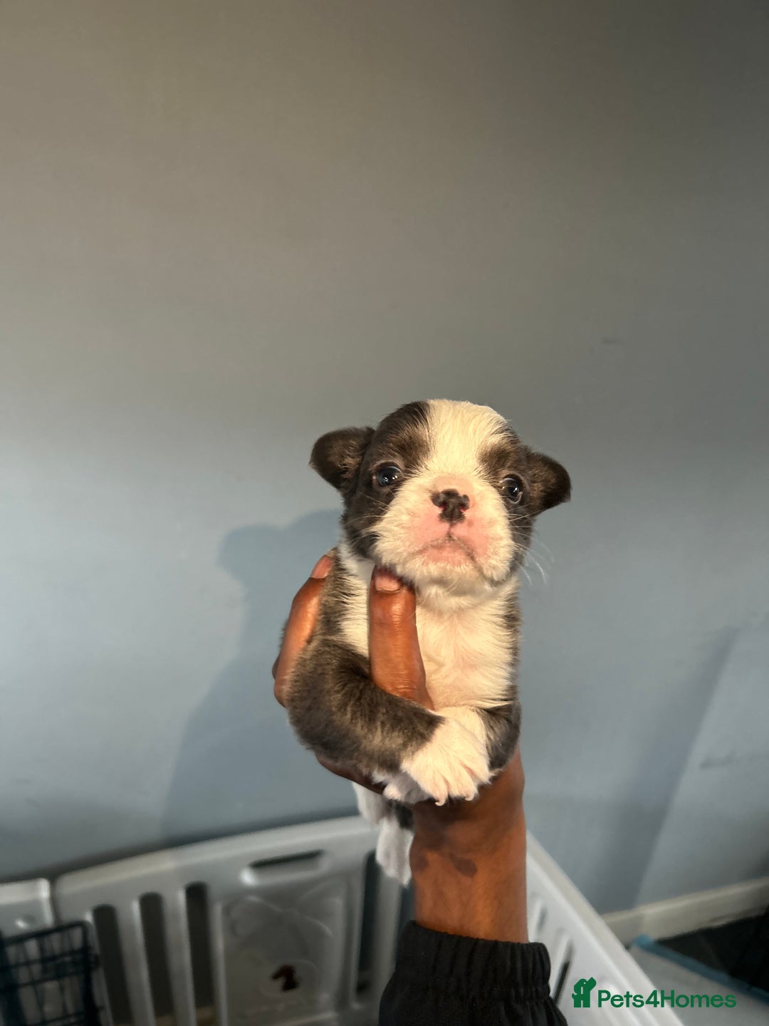 French Bulldog dogs for sale: Two, 10 Week Fluffy French Bulldogs  - Advert 11