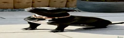 Staffordshire Bull Terrier dogs for sale: Adorable Staffordshire bull terrier - Advert 2