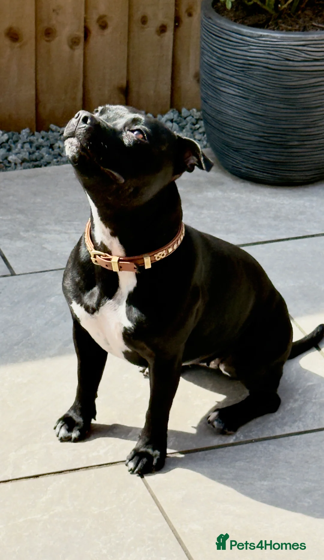 Staffordshire Bull Terrier dogs for sale: Adorable Staffordshire bull terrier - Advert 2