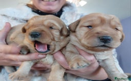 Labradoodle dogs for sale: Ready now gorgeous labradoodle puppies 3 boys - Image 15