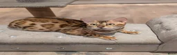 Bengal cats for sale: Beautiful Retired Female Bengal - Advert 12