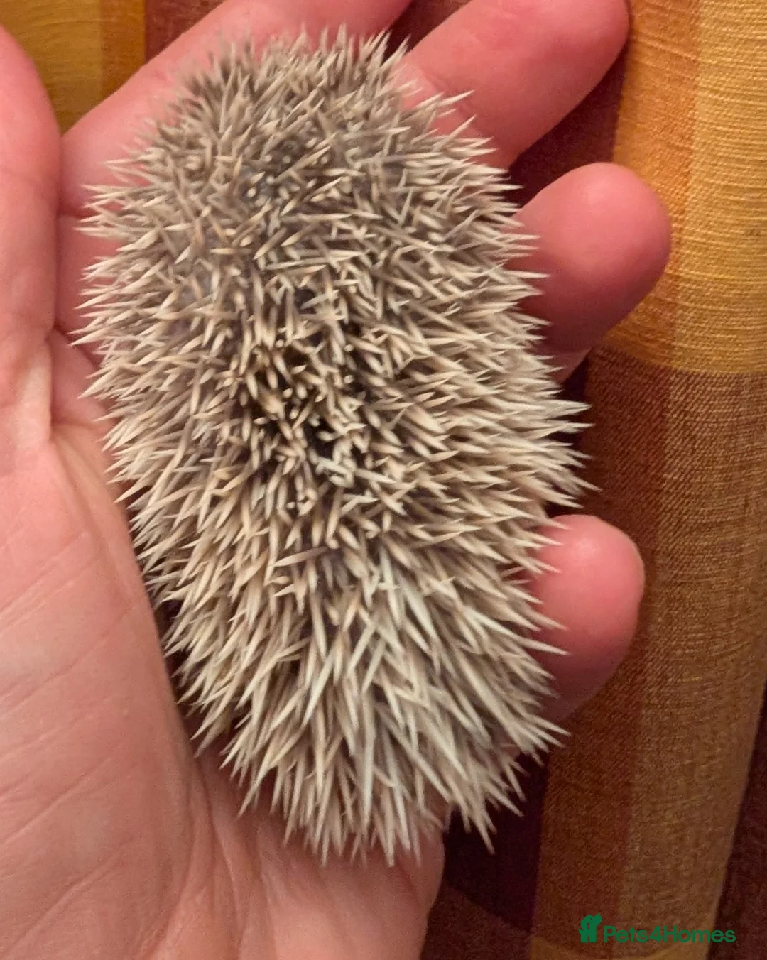 Pygmy Hedgehog rodents for sale: Happy babies  - Advert 2