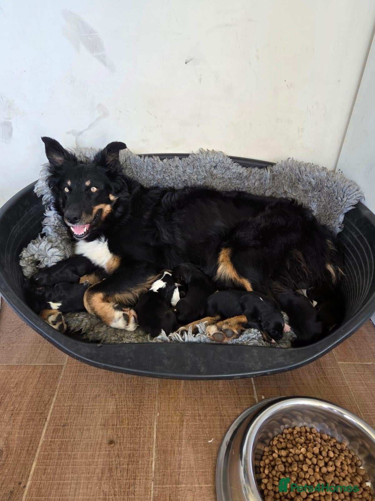 Border Collie dogs Border Collie puppies for sale(long haired) - Advert 1